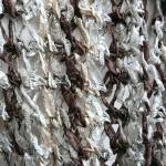 Cappuccino Scarf by Susanna IC, Photo &copy; ArtQualia